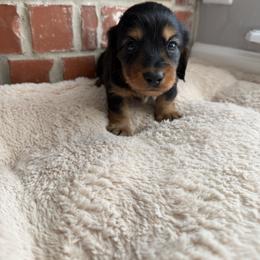 Donner - Black and tan male Dachshund puppy in Edmond, Oklahoma from Mini Browne Dachshunds
