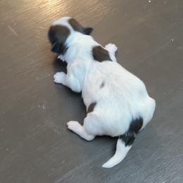 Shih Tzu Puppies from R&R Shih-Tzus