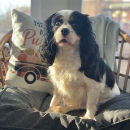 Toe-Toe - Cavalier King Charles Spaniel