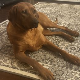 River - Rhodesian Ridgeback