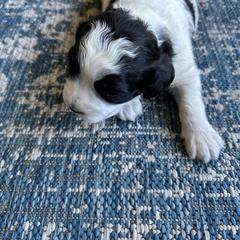 Springerdoodles from Cooper’s Mini Doodles