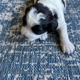 Springerdoodles from Cooper’s Mini Doodles