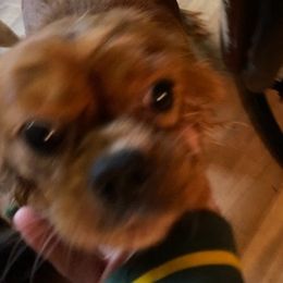 Cavalier King Charles Spaniels from Lori Van Doorn's Cavalier King Charles Spaniel