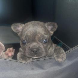 Girl 1 - Blue female French Bulldog puppy in Livingston, Texas from Drake Home Frenchies