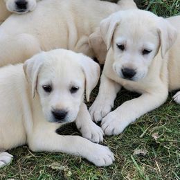 Labrador Retriever Puppies from Blackwoods Labradors