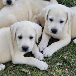 Labrador Retriever Puppies from Blackwoods Labradors