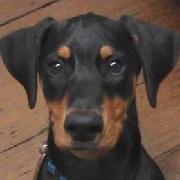 Doberman Pinscher Puppies from Notori Dobermans