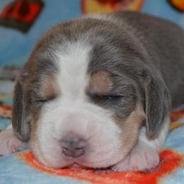 Reno Sacramento Issabella - Blue tan and white female Beagle puppy in Spring Creek, Nevada from Badland Kennel