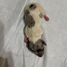 Bravo - Dapple male Dachshund puppy in Mesquite, Texas from 208 Dox Dynasty