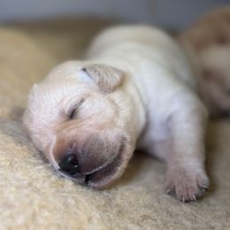 Light Pink Collar - Yellow female Labrador Retriever puppy in Somerset, California from Cantina Labs and Cavs