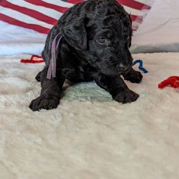 Poodle Puppies from Future Pioneers Farming