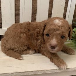 Clover - Apricot female Goldendoodle puppy in Haddam, Kansas from Golden B Acres