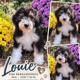Louie - Tri-color male Bernedoodle puppy in Rising Sun, Indiana from Ruby Lane Doodles