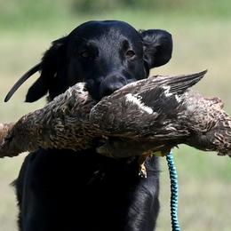 Jett - Flat-Coated Retriever