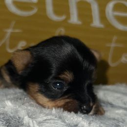 Bella - Black and gold Yorkshire Terrier puppy in Cleveland, Ohio from My Exotic Yorkies LLC