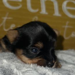 Bella - Black and gold Yorkshire Terrier puppy in Cleveland, Ohio from My Exotic Yorkies LLC