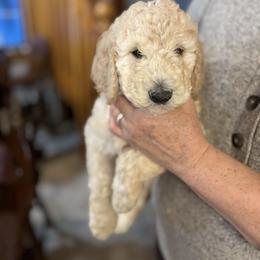 Space - Cream male Poodle puppy in St. Johnsbury, Vermont from Poodles of the Northern Woods