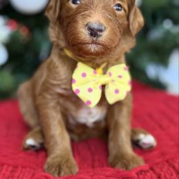 Yvette -Yellow collar female - Red  female Goldendoodle puppy in Yuciapa, California from AlltheDoodlez_