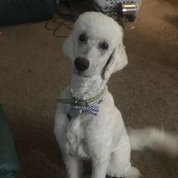 Louie - Poodle