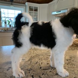 Bernedoodle Puppies from White Oak