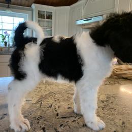 Bernedoodle Puppies from White Oak