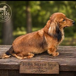 Maple - Dachshund