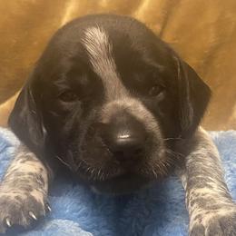 Blue collar male - Liver roan male German Shorthaired Pointer puppy in Hardeman County, Tennessee from Howell Farm GSP