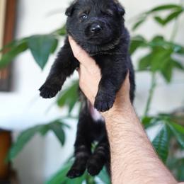Ronan - Sable male German Shepherd puppy in Coarsegold, California from Yosemite Shepherds