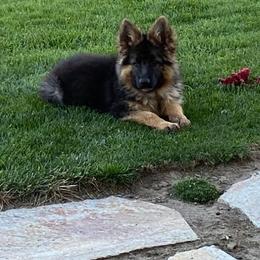 German Shepherd Puppies from Silver Knight Shepherds