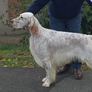 Flint - English Setter