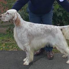 Flint - English Setter