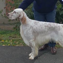 Flint - English Setter
