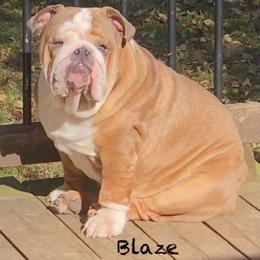 Blaze - Bulldog