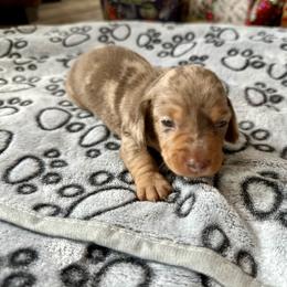 Latte - Chocolate and tan male Dachshund puppy in Karnes County, Texas from Lazzy Z Dachshunds