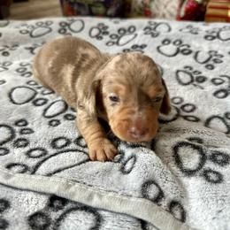 Latte - Chocolate and tan male Dachshund puppy in Karnes County, Texas from Lazzy Z Dachshunds