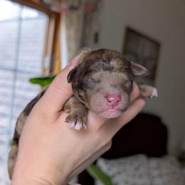 Lupine - Red merle male Aussiedoodle puppy in Meadville, Pennsylvania from Doodle Paws Pups
