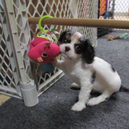 Cavalier King Charles Spaniel Puppies from Oakdale Cavaliers