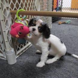 Cavalier King Charles Spaniel Puppies from Oakdale Cavaliers