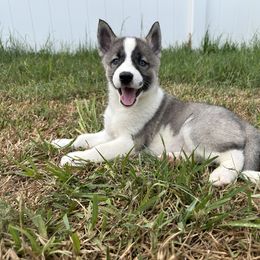 Siberian Husky Puppies from The Rulon Den