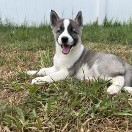 Siberian Husky Puppies from The Rulon Den