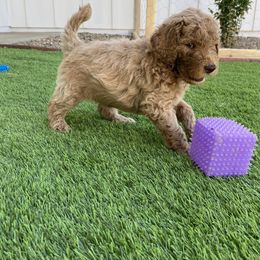 Goldendoodle Puppies from Heavenly Hilltop Farm