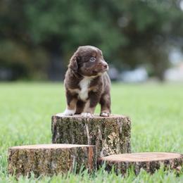 Luna - Red merle female Miniature Australian Shepherd puppy in White Oak, Texas from Triple Lake Ranch Miniature Australian Shepherds