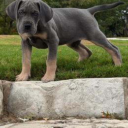 America - Blue female Great Dane puppy in Weatherford, Texas from Oak Bend Danes