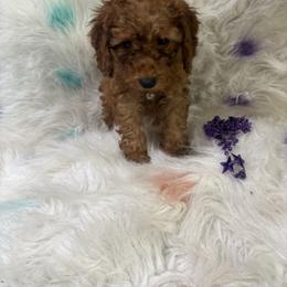 Light Blue Collar Boy - Apricot male Poodle puppy in Anaheim, California from SoCal Toy Poodles
