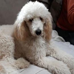 Bernedoodles, Labradoodles, and Poodles from Painted Doodles and Poodles LLC
