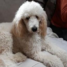 Bernedoodles, Labradoodles, and Poodles from Painted Doodles and Poodles LLC