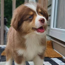 HAS A TAIL - Red tri-color male Miniature American Shepherd puppy in Lexington, Kentucky from Deuce's Den