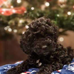 Sissy - Cockapoo puppy from Ouachita River Cockapoos