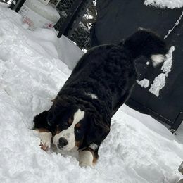 Bernese Mountain Dog Puppies from Lonesome Pine Farm