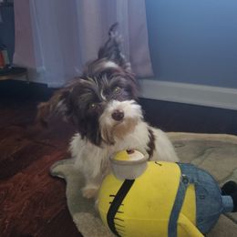 Bo - Yorkshire Terrier